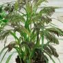(G) Violet Panic Grass Seeds 4g (185233) Image 2