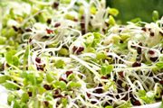 (M) Broccoli Sprouts and Microgreens seeds 10g (124923)