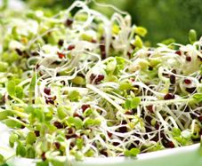 (M) Broccoli Sprouts and Microgreens seeds 10g (124923)