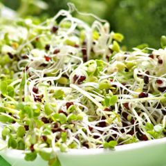 (M) Broccoli Sprouts and Microgreens seeds 10g (124923)