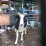 Jacob hogget rams Image 2