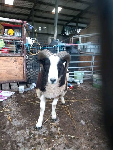 Jacob hogget rams