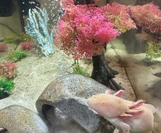 Axolotl & Full Tank Setup