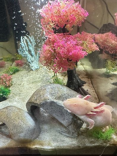 Axolotl & Full Tank Setup