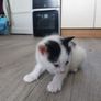 Kittens Looking Loving Home Image 7