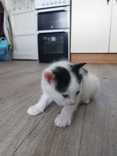 Kittens Looking Loving Home