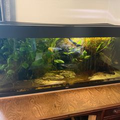 Juwel fish tank aquarium 240L fully equipped