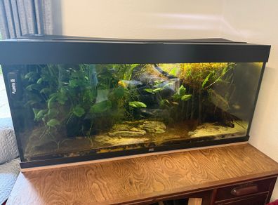Juwel fish tank aquarium 240L fully equipped