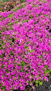 Azaleas, Flowering Plants