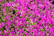Azaleas, Flowering Plants
