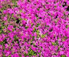Azaleas, Flowering Plants
