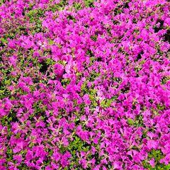 Azaleas, Flowering Plants