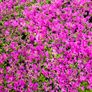 Azaleas, Evergreen Plants Image 7