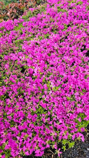 Azaleas, Evergreen Plants