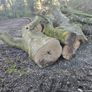 timber Image 3