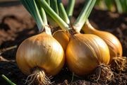 (O) Onion Stuttgarter Riesen seeds 2g (123810)