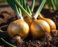 (O) Onion Stuttgarter Riesen seeds 2g (123810)
