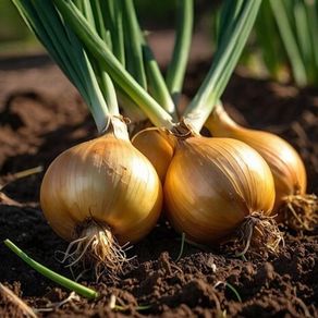 (O) Onion Stuttgarter Riesen seeds 2g (123810)