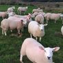 Sheep Image 2