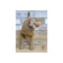 Rusty Cast Iron Dog Small Tail Up D11215 Image 2