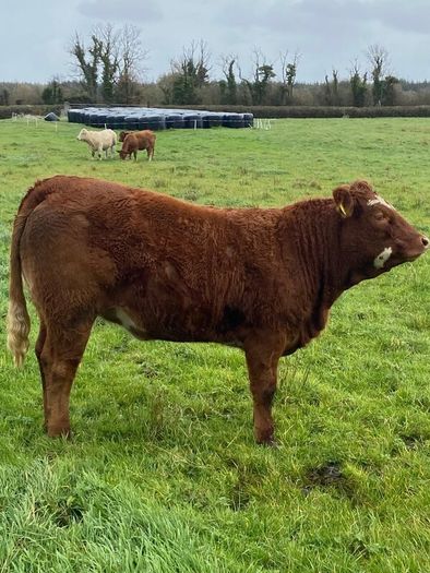 Top Quality Heifers Mohill Mart Saturday 31st Oct