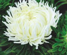 (A) Aster Krallen Birma seeds 0.5g (approx. 200 seeds) (414727)