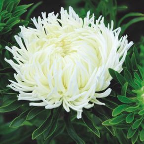 (A) Aster Krallen Birma seeds 0.5g (approx. 200 seeds) (414727)
