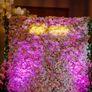 Premium Flower & Shimmer Walls for Hire Image 6