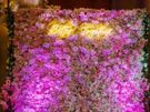 Premium Flower & Shimmer Walls for Hire Image 5