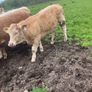 9 Continental Weanling Heifers Image 3