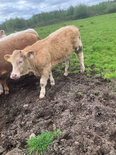 9 Continental Weanling Heifers