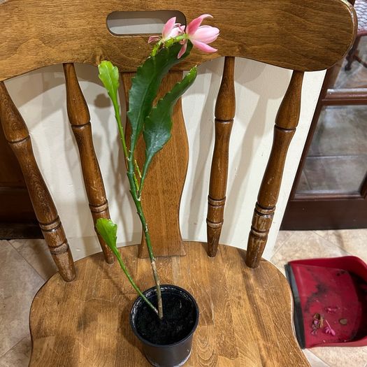Epiphyllum German express plant