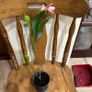 Epiphyllum German express plant Image 2