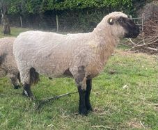 Ram