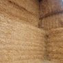 English or Irish Barley Straw Image 3
