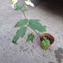 White Japanese Anemone Image 6