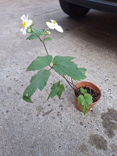 White Japanese Anemone