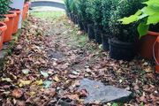 Box hedging 2ft Buxus