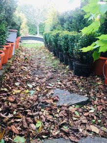 Box hedging 2ft Buxus