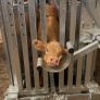 New cattle squeeze crush Image 8
