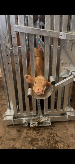 New cattle squeeze crush