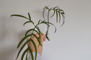 Philodendron Polypodioides