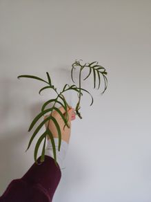 Philodendron Polypodioides