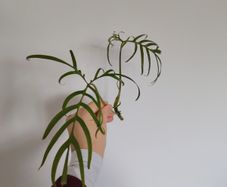 Philodendron Polypodioides