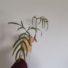 Philodendron Polypodioides