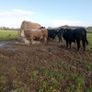 7 angus X bullocks for sale Image 5