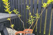 Forsythia plants