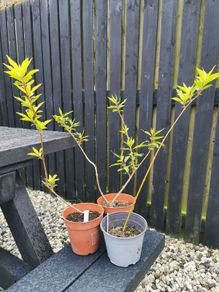 Forsythia plants