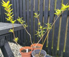 Forsythia plants