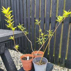 Forsythia plants